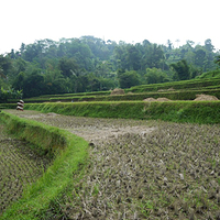 Photo de Bali - Baturiti